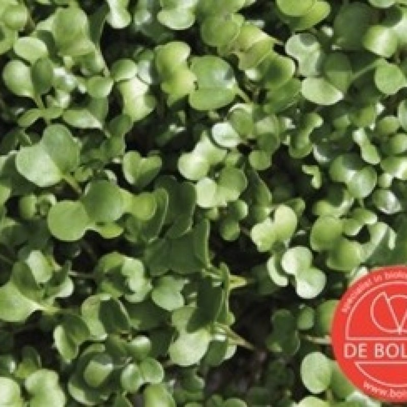 Kiemgroente Rucolakers, Eruca sativa