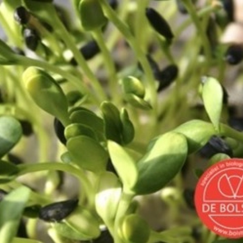 Kiemgroente Zonnebloem, Helianthus annuus