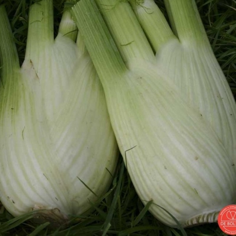 Knolvenkel, Foeniculum vulgare 'Perfection' 
