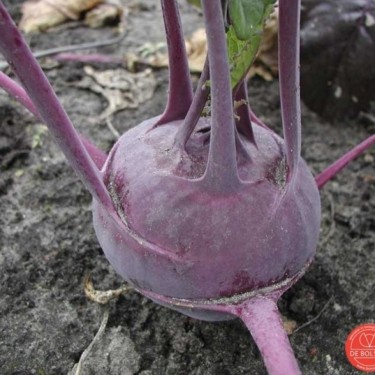Koolrabi, Brassica oleracea var. gongylodes 'Delikatess blauwe'