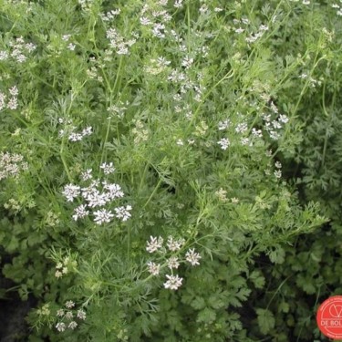 Koriander, Coriandrum sativum