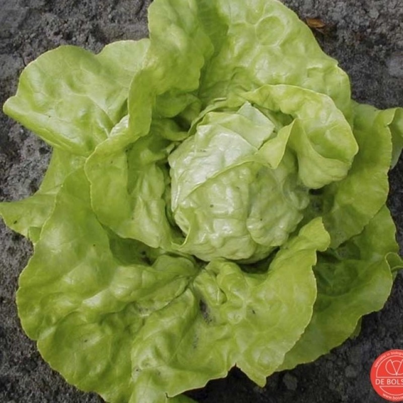 Kropsla, Lactuca sativa 'Twellose Gele'