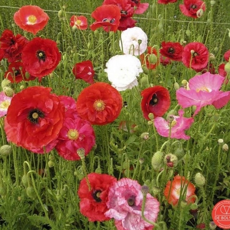 Papaver rhoeas Klaproos gemengd