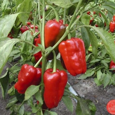 Paprika, Capsicum annuum 'Jubilandska'