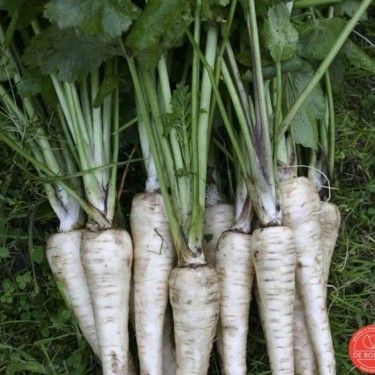 Pastinaak, Pastinaca sativa subsp. sativa 'Tender and True'