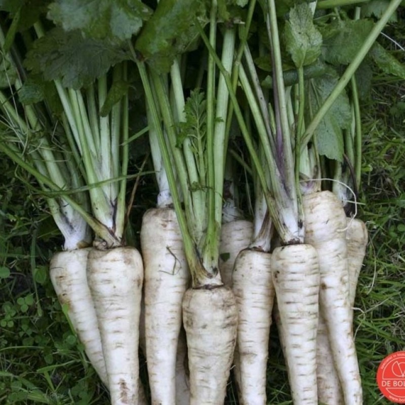 Pastinaak, Pastinaca sativa subsp. sativa 'Tender and True'