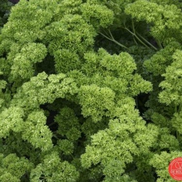 Peterselie, Petroselinum crispum var. crispum 'Moskrul 2´