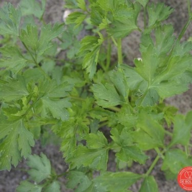 Peterselie, Petroselinum crispum var. naepolitanum 'Gigante d'Italia'