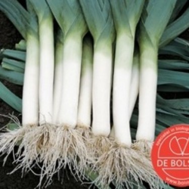 Prei,  Allium ampeloprasum var. porrum 'Blauwgroene Herfst'