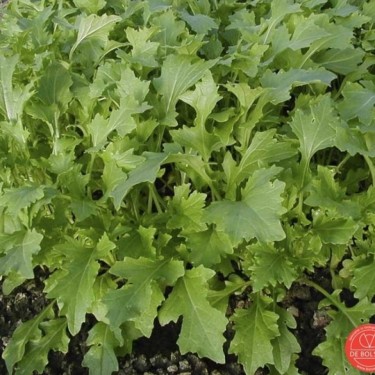 Raapsteel, Brassica rapa subsp. campestris 'Namenia'