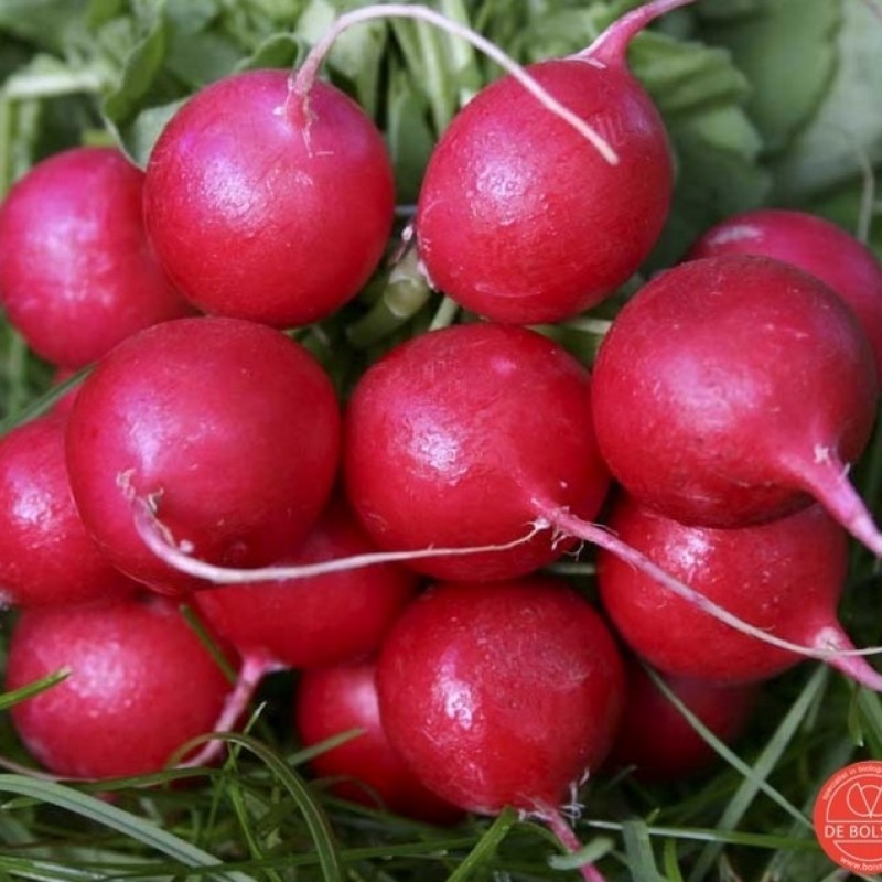 Radijs, Raphanus sativus 'Cherry Belle'