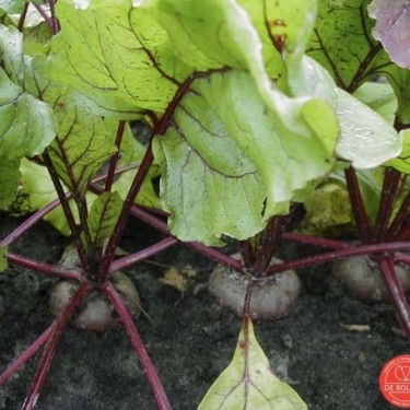 Rode biet, Beta vulgaris var. rubra 'Egyptische platronde'