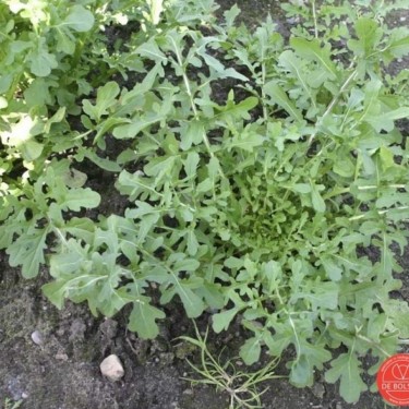 Rucola, Eruca sativa ' Coltivata Esmee'