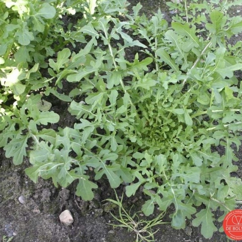 Rucola, Eruca sativa ' Coltivata Esmee'