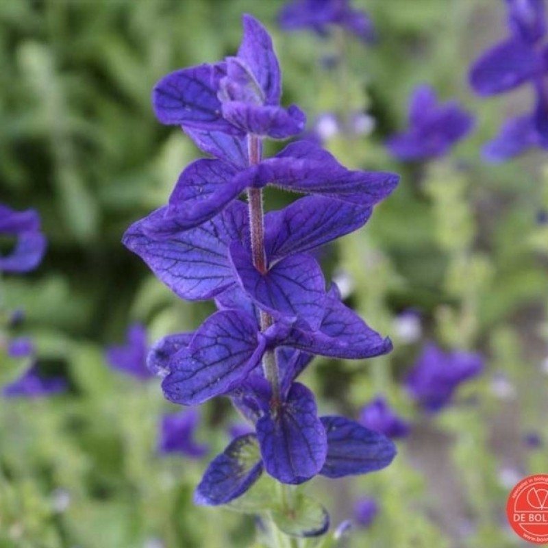 Salvia horminum, Bonte salie paars