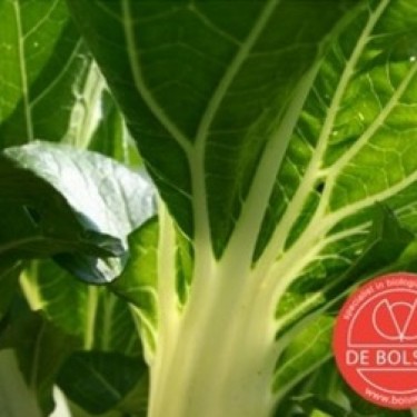 Snijbiet,  Beta vulgaris var. cicla 'Groene Gewone'