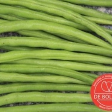 Stamslaboon, Phaseolus vulgaris 'Faraday'