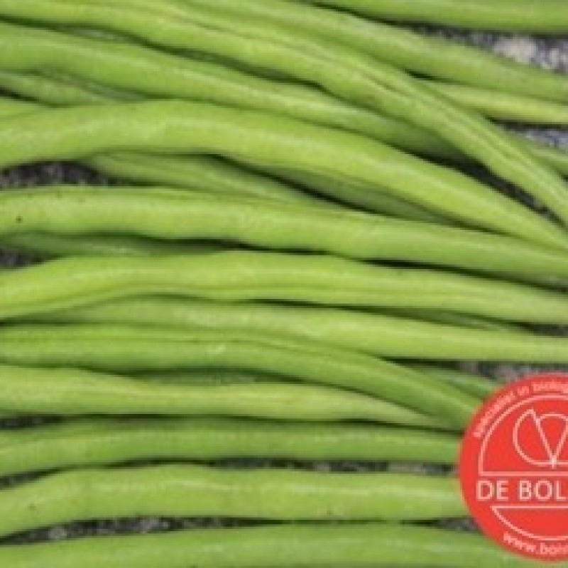 Stamslaboon, Phaseolus vulgaris 'Faraday'