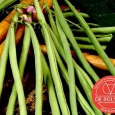 Stokslaboon, Phaseolus vulgaris ' Cobra'