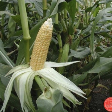 Suikermais, Zea mays convar. saccharata 'Golden Bantam'