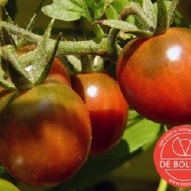Tomaat, Solanum lycopersicum L. 'Cerise'