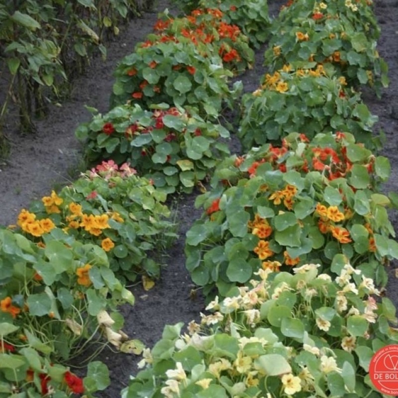 Tropaeolum majus, Oostindische kers, niet-rankende
