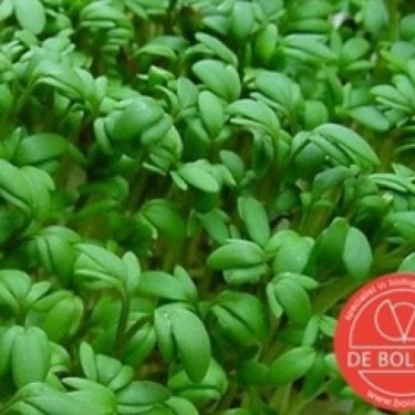 Tuinkers, Lepidium sativum 'Cressida'
