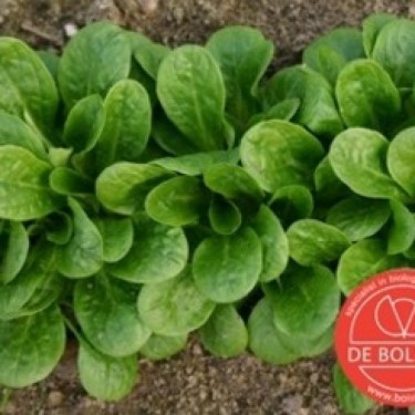 Veldsla, Valerianella locusta 'Vit'