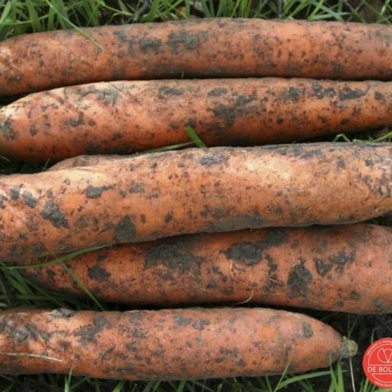 Winterwortel, Daucus carota sativus 'Flakkeese 2'