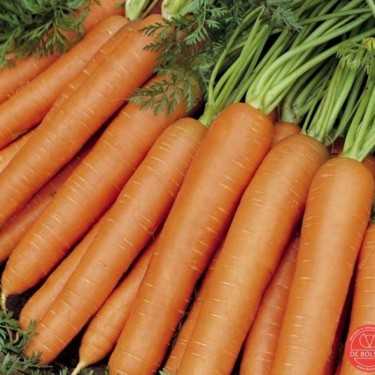 Zomerwortel, Daucus carota sativus 'Nantes 2'