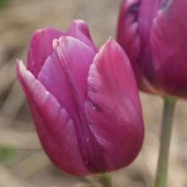Tulipa 'Attila'