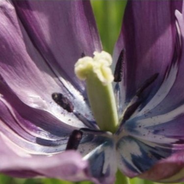 Tulipa 'Chérie Écossais'