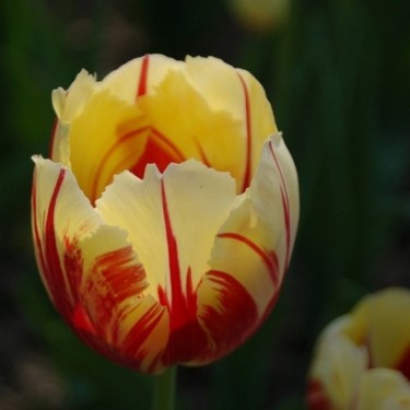 Tulipa 'Ida'