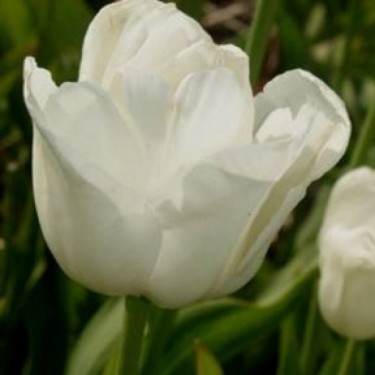 Tulipa 'Mrs. Grullemans'