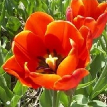 Tulipa 'Princess Beatrix'