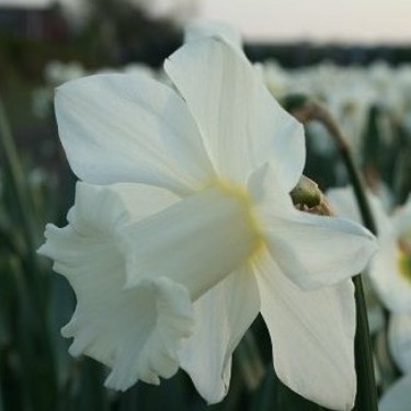 Narcissus 'Broughshane'