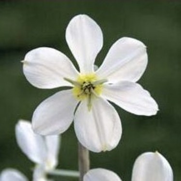 Narcissus 'Keats'
