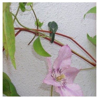 Plantenklemmen, Clematis