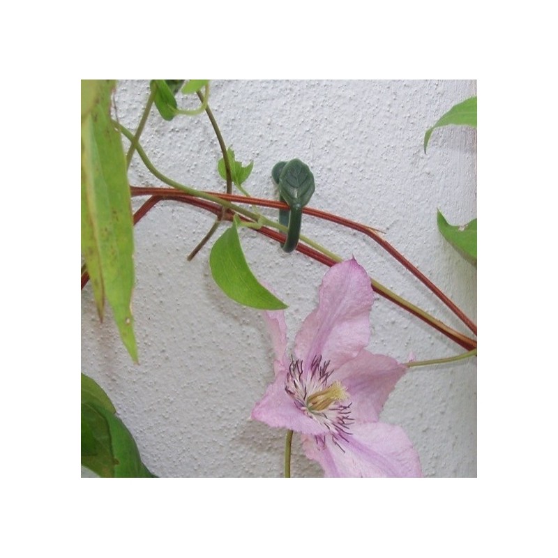 Plantenklemmen, Clematis