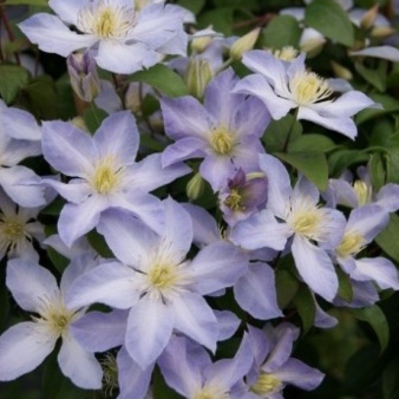 Clematis 'Baby Doll'