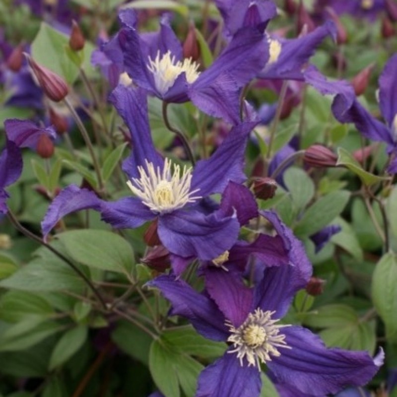 Clematis 'Blue Pirouette'