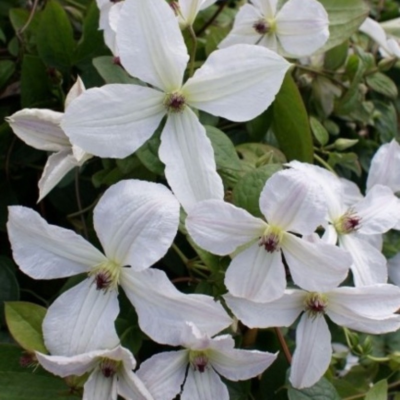 Clematis 'Forever Friends'