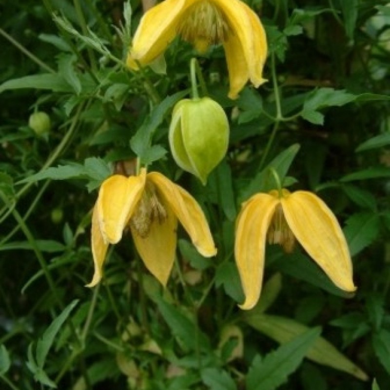 Clematis tibetana subsp. tangutica