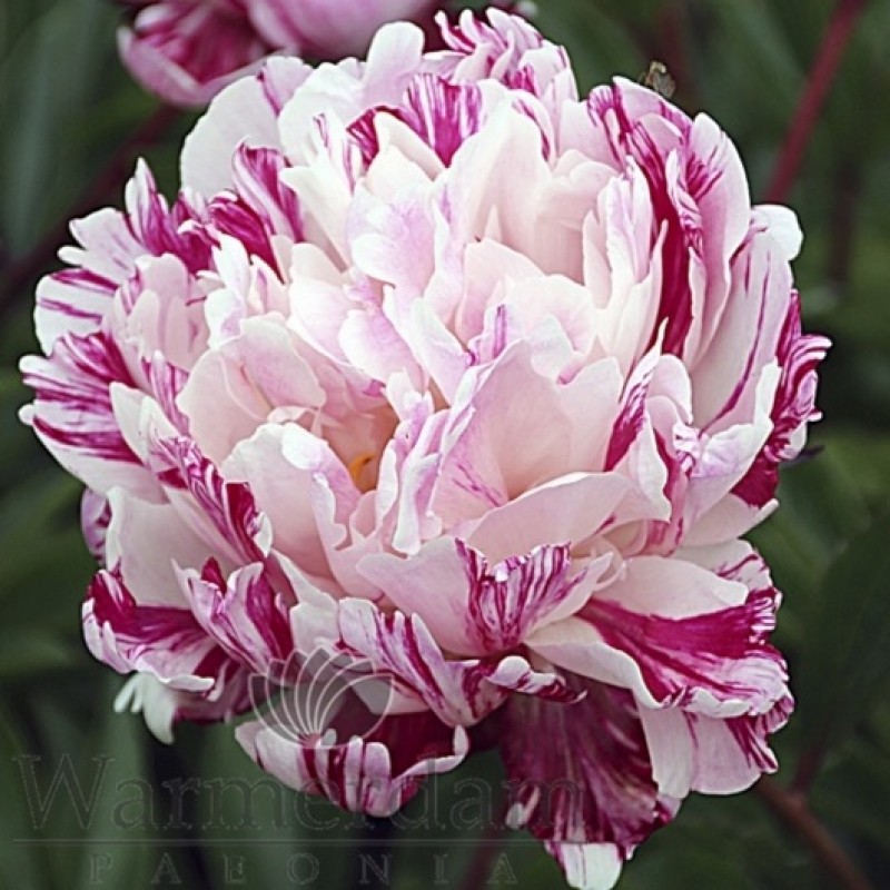 Paeonia 'Candy Stripe'