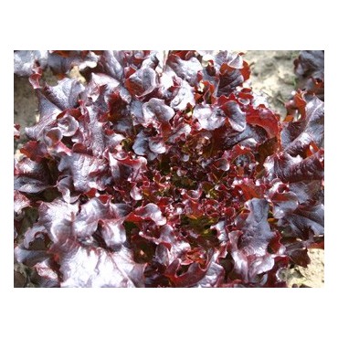 Eikenbladsla, Red salad bowl Lactuca sativa