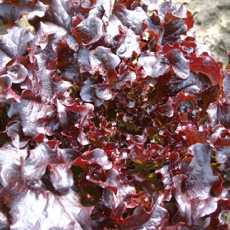 Eikenbladsla, Red salad bowl Lactuca sativa