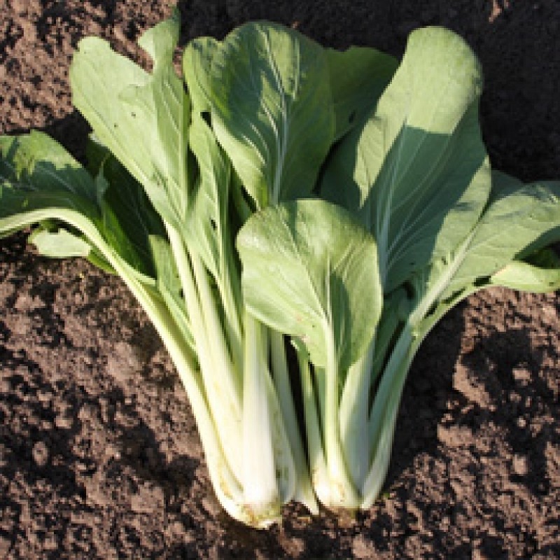 Paksoi Taisai, Brassica rapa var. chinensis