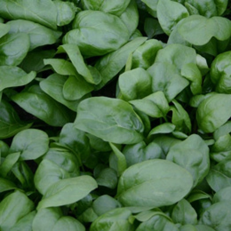 Spinazie Vroeg Reuzenblad, Spinacia oleracea