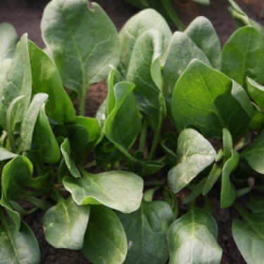 Spinazie Winterreuzen, Spinacia oleracea