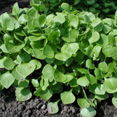 Winterpostelein, Claytonia perfoliata